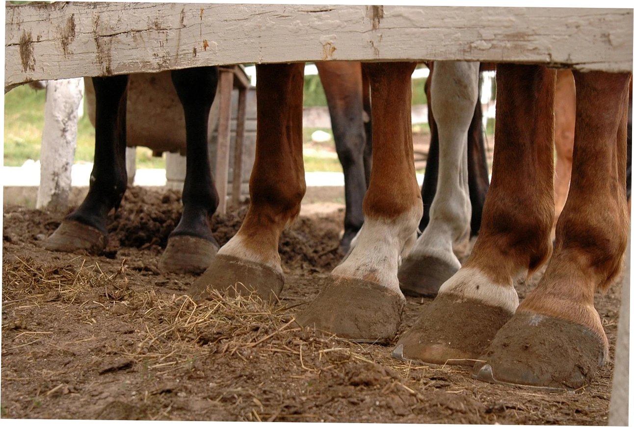 Pre-Transition Assessment and Footwear Selection